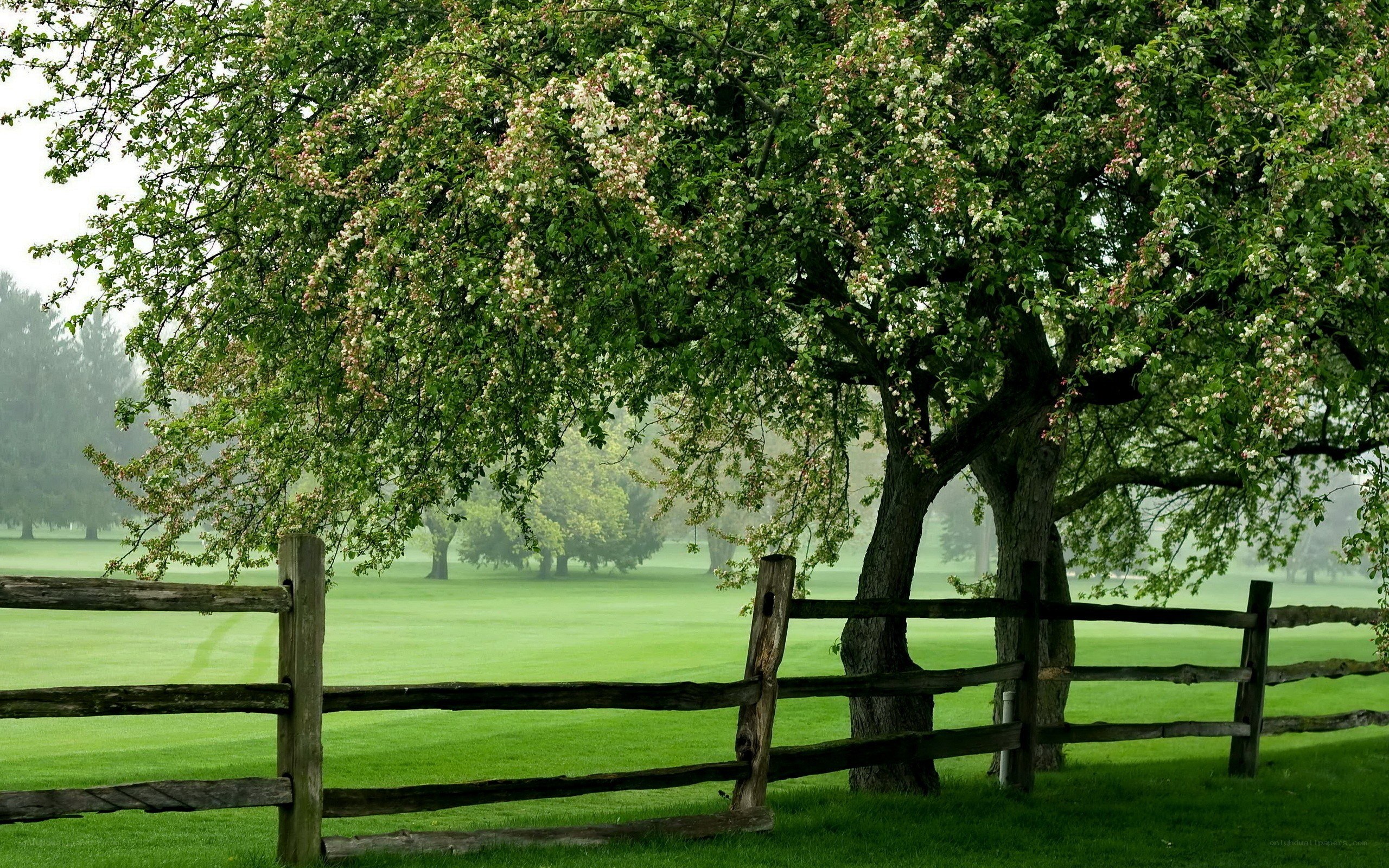 Tree with blossoms by fence