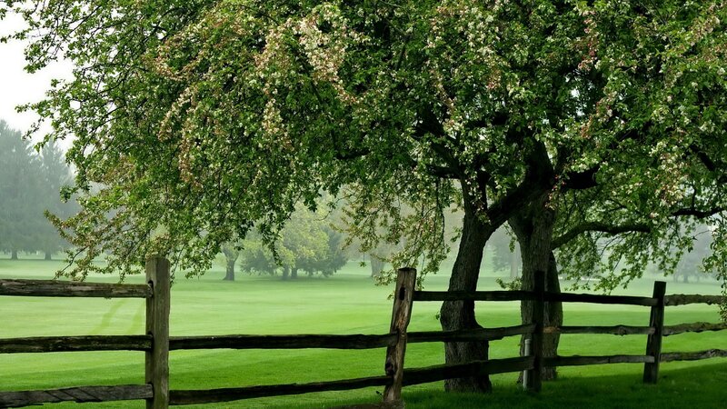 Tree with blossoms by fence