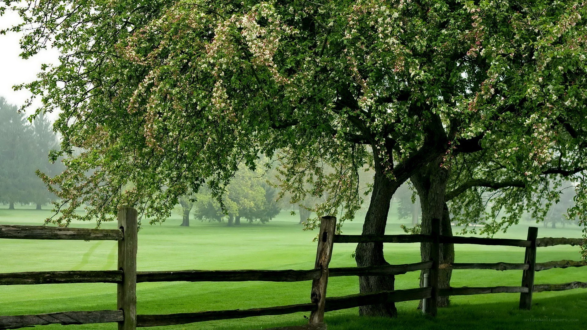 Tree with blossoms by fence