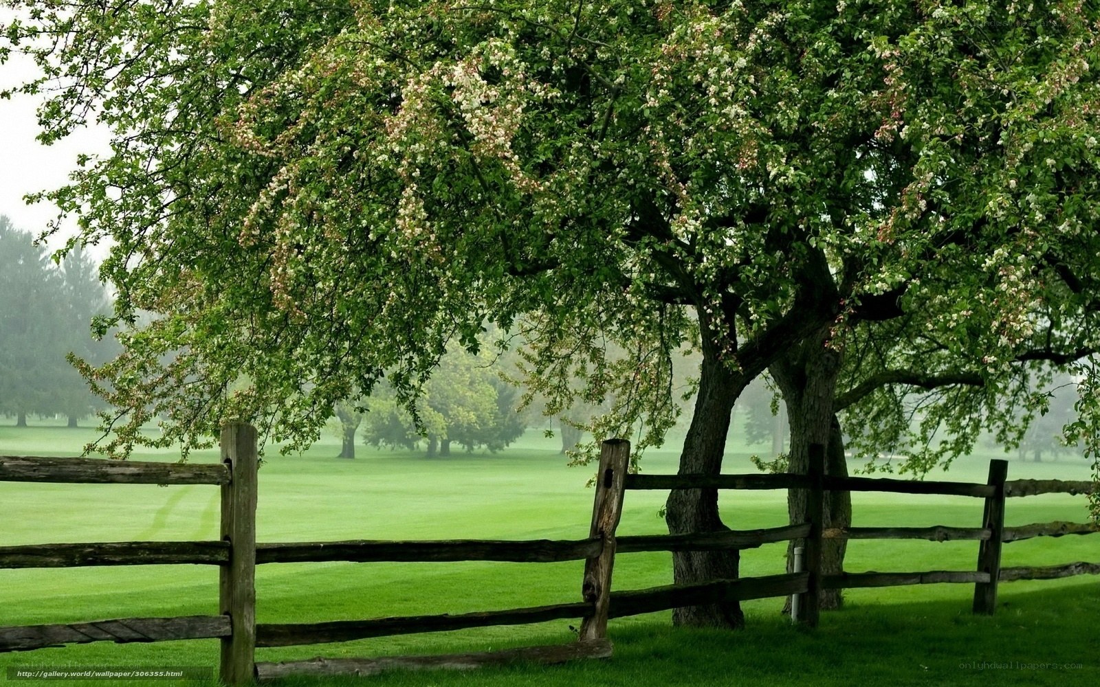 Tree with blossoms by fence