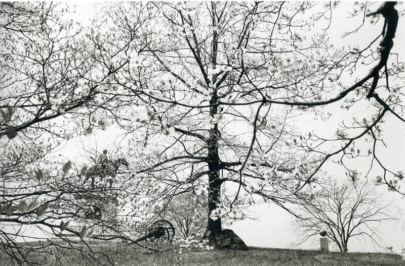 tree with blossoms in park
