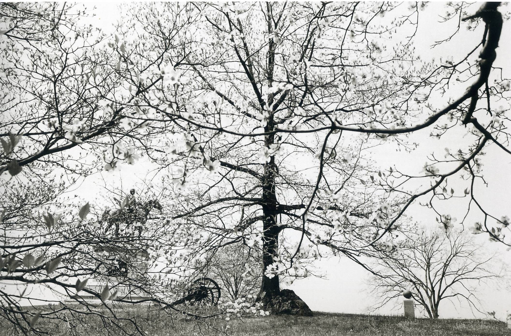 tree with blossoms in park