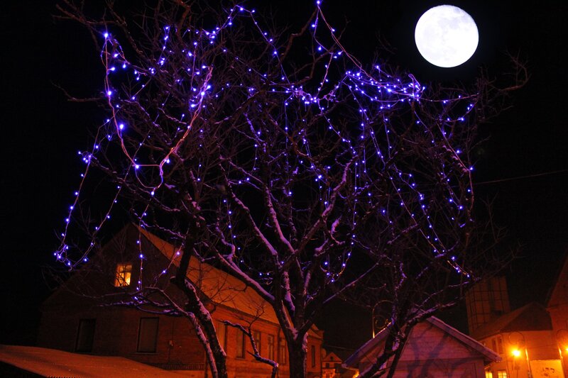 Tree with Blue Lights