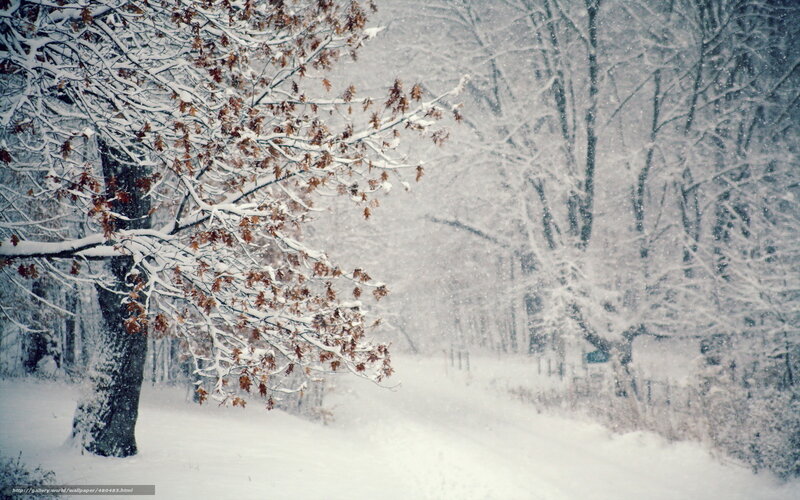Tree with Brown Leaves in Snow