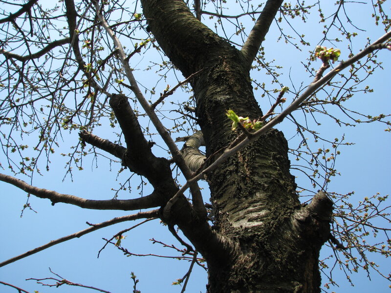 tree with budding branches