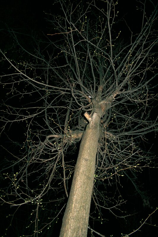 Tree with Budding Branches — Black