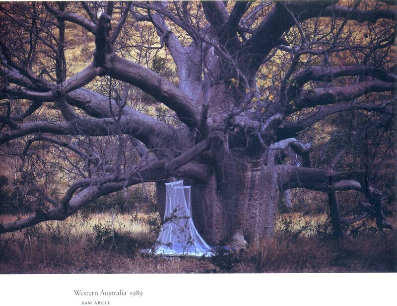 Tree with canopy in Australia