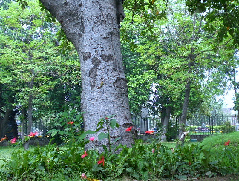 Tree with Carved Bark