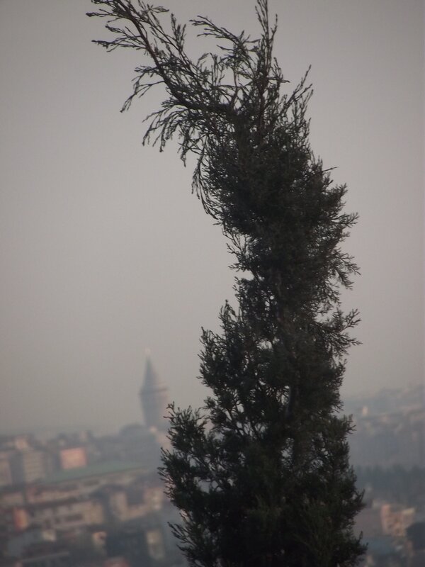 tree with city view