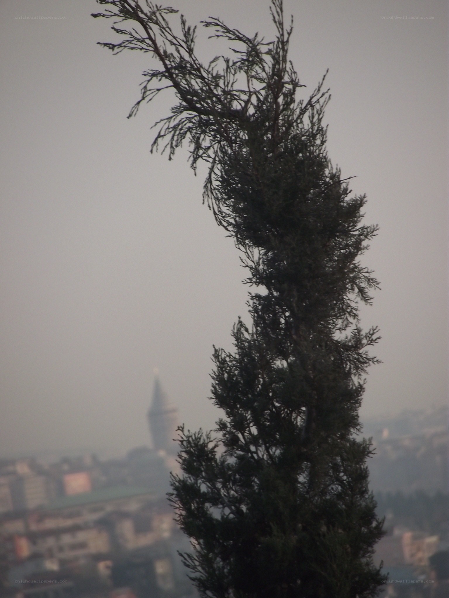 tree with city view