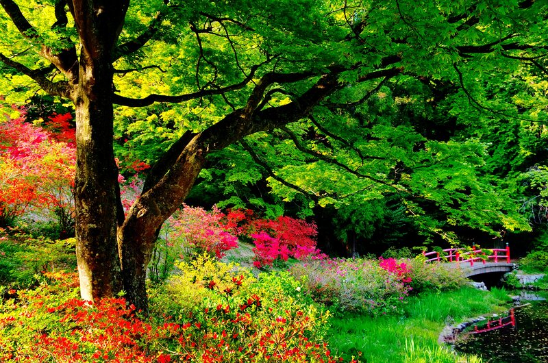 Tree with Colorful Flowers — Green
