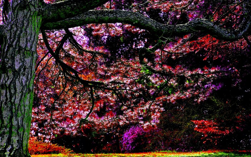 Tree with Colorful Leaves