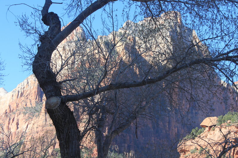 Tree with Cut Trunk — Blue