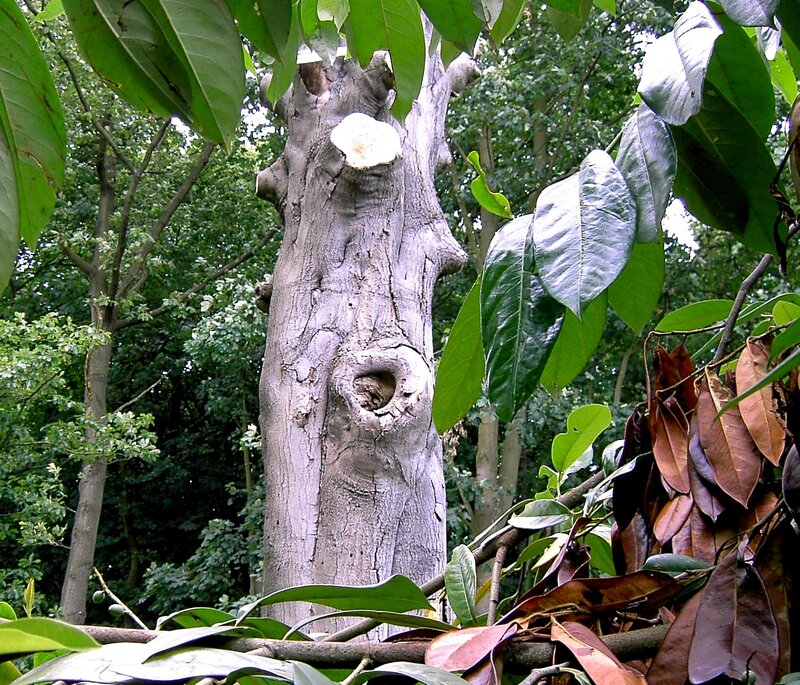 tree with cut trunk