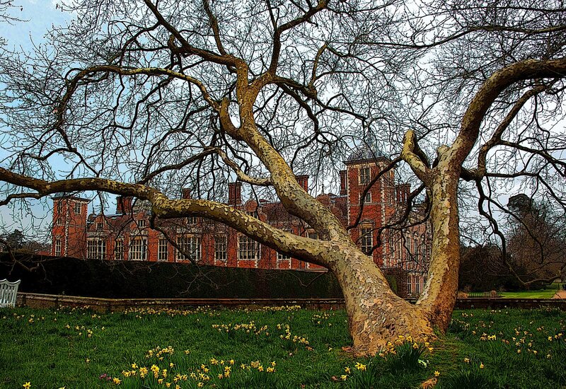Tree with Daffodils