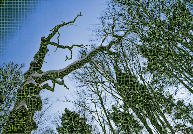 tree with digital grid overlay