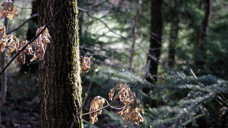 Tree with Dried Leaves