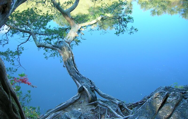 Tree with Exposed Roots — Blue, Serene, Afternoon