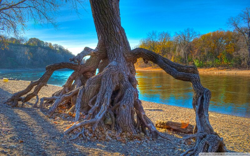 Tree with Exposed Roots — Blue, Serene