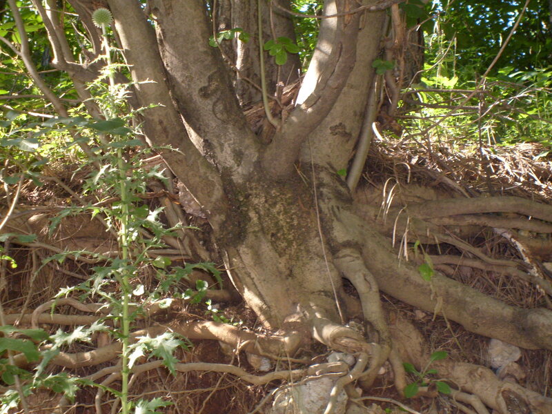 Tree with Exposed Roots — Brown