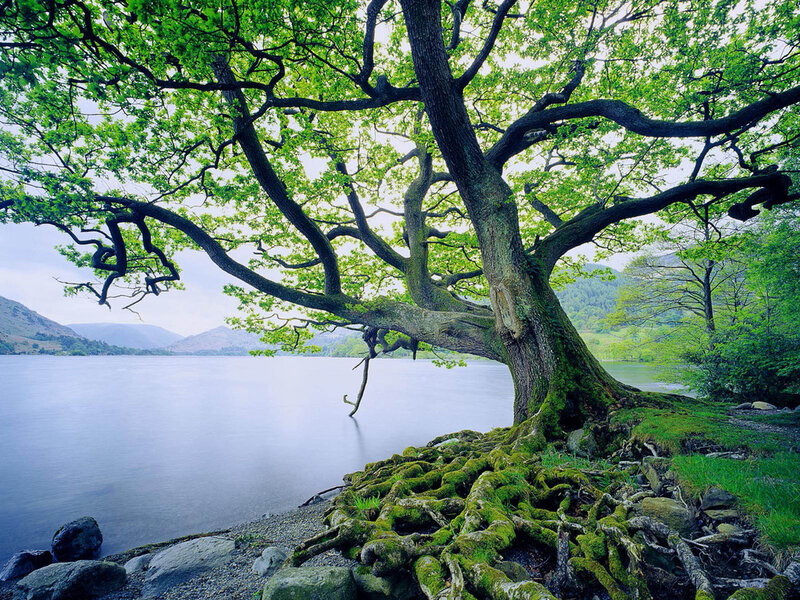 Tree with Exposed Roots — Green