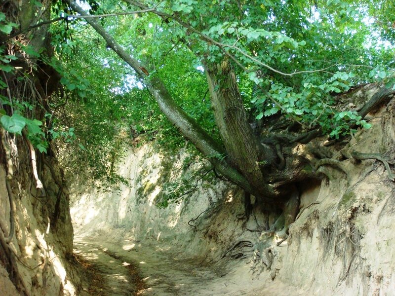 Tree with Exposed Roots