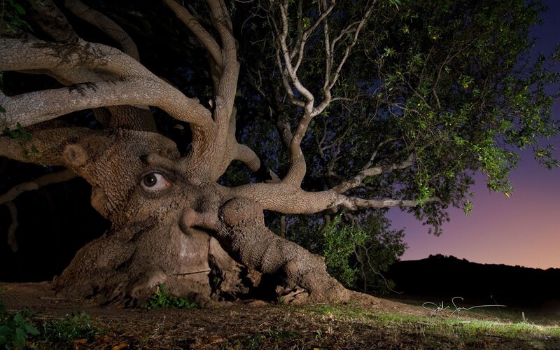 tree with face at dusk