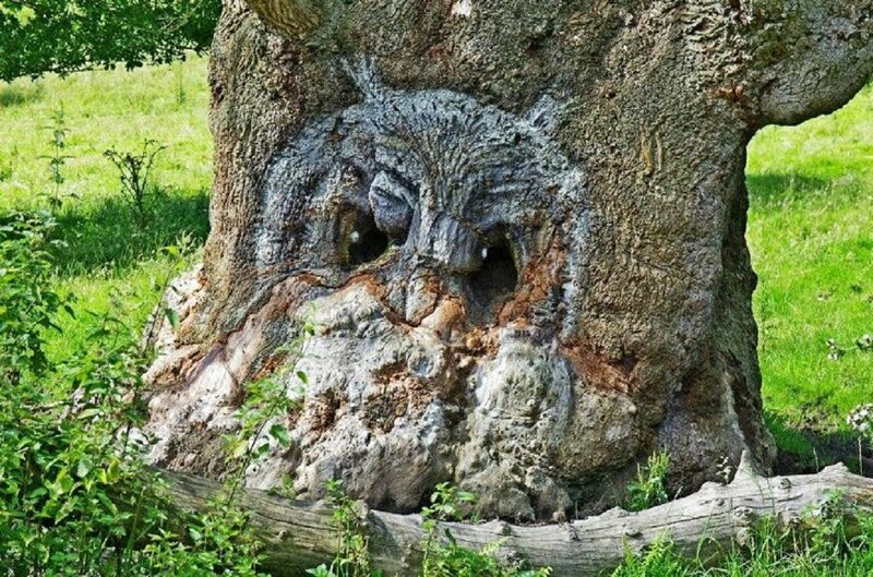 Tree with Face Carving — Green, Natural