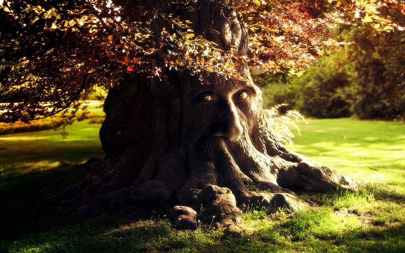 tree with face in sunlight