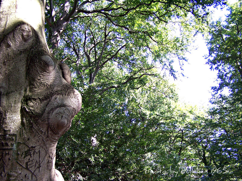 Tree with Face-like Growth