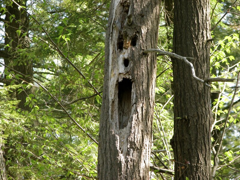 Tree with face-like hollow