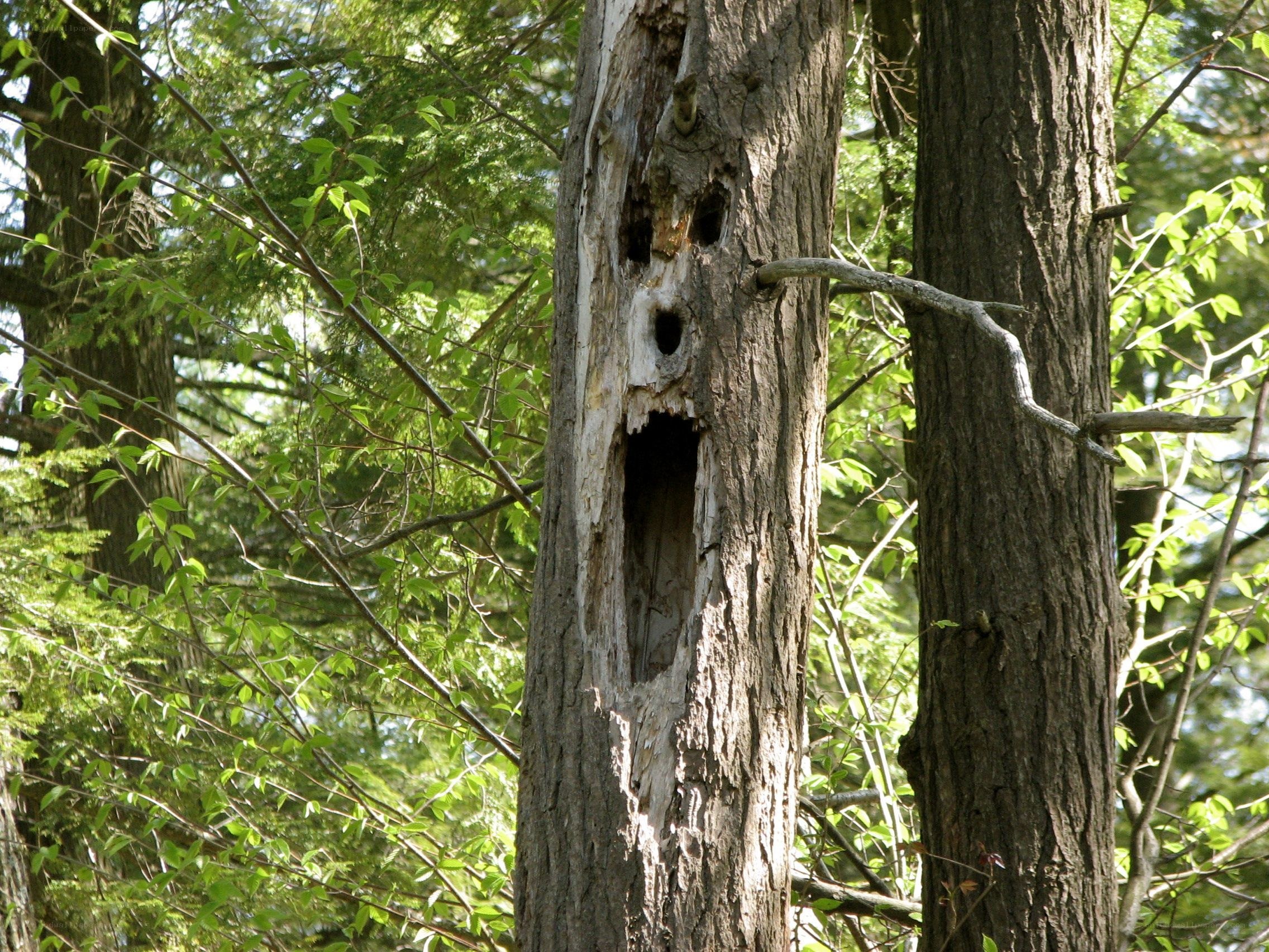 Tree with face-like hollow