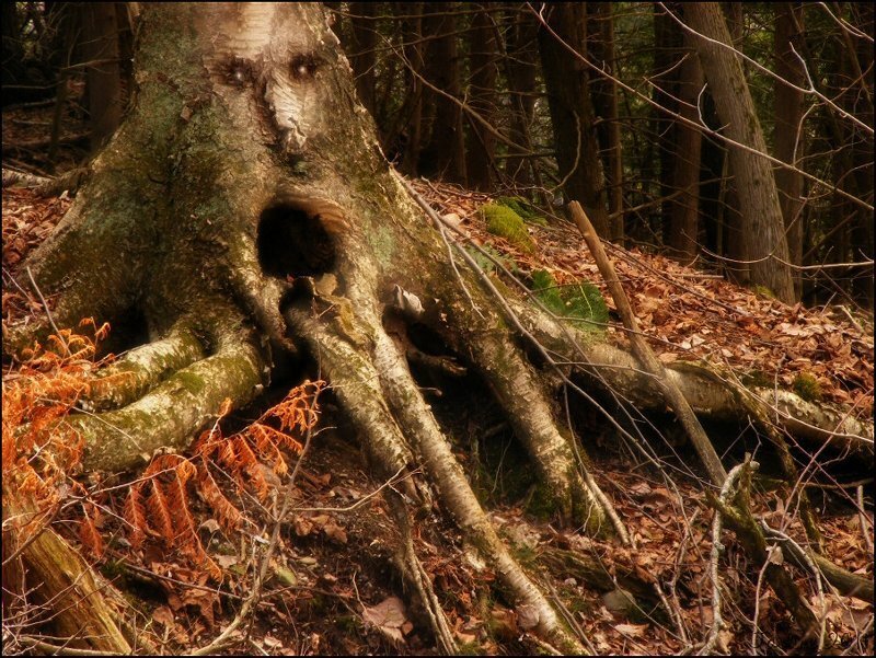 Tree with Face-like Roots