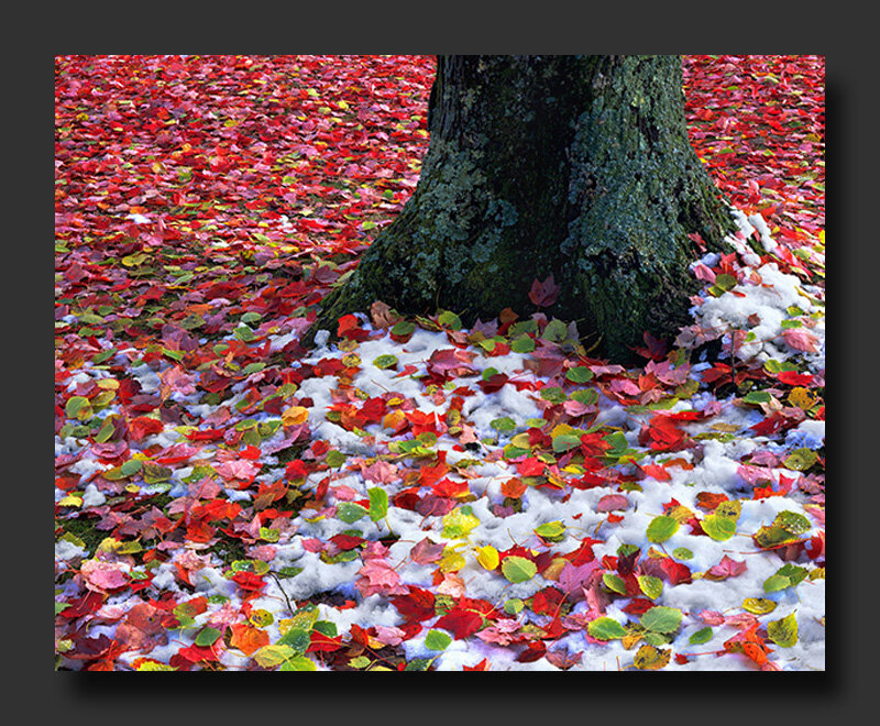 Tree with Fallen Leaves