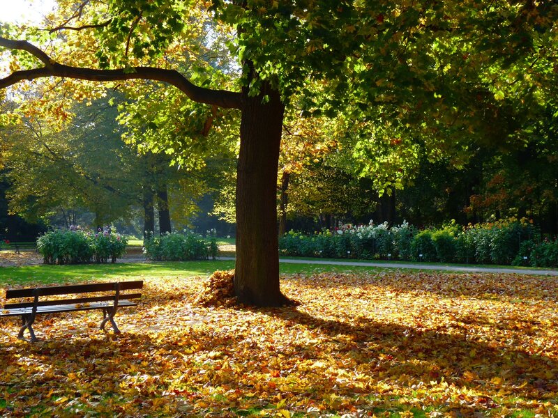 Tree with Fallen Leaves — Yellow