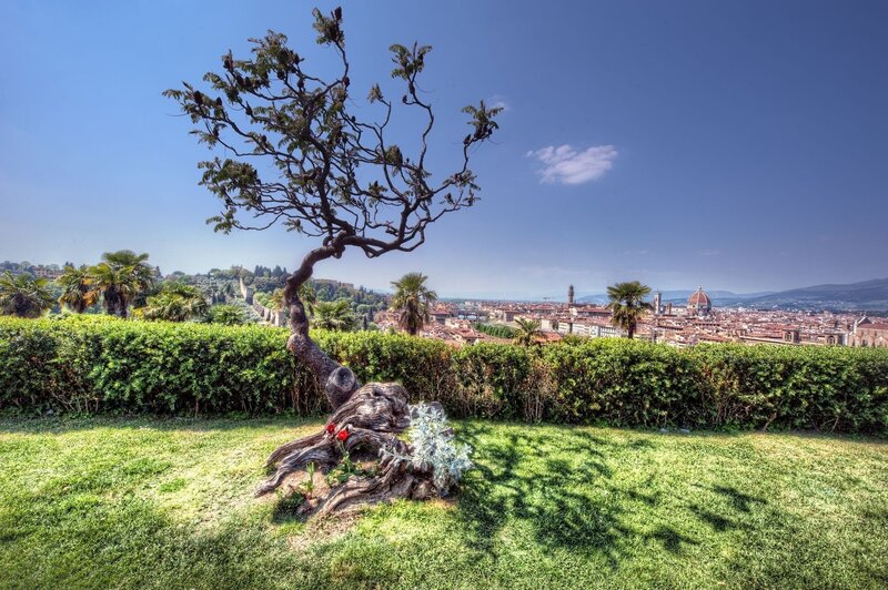 Tree with Florence view