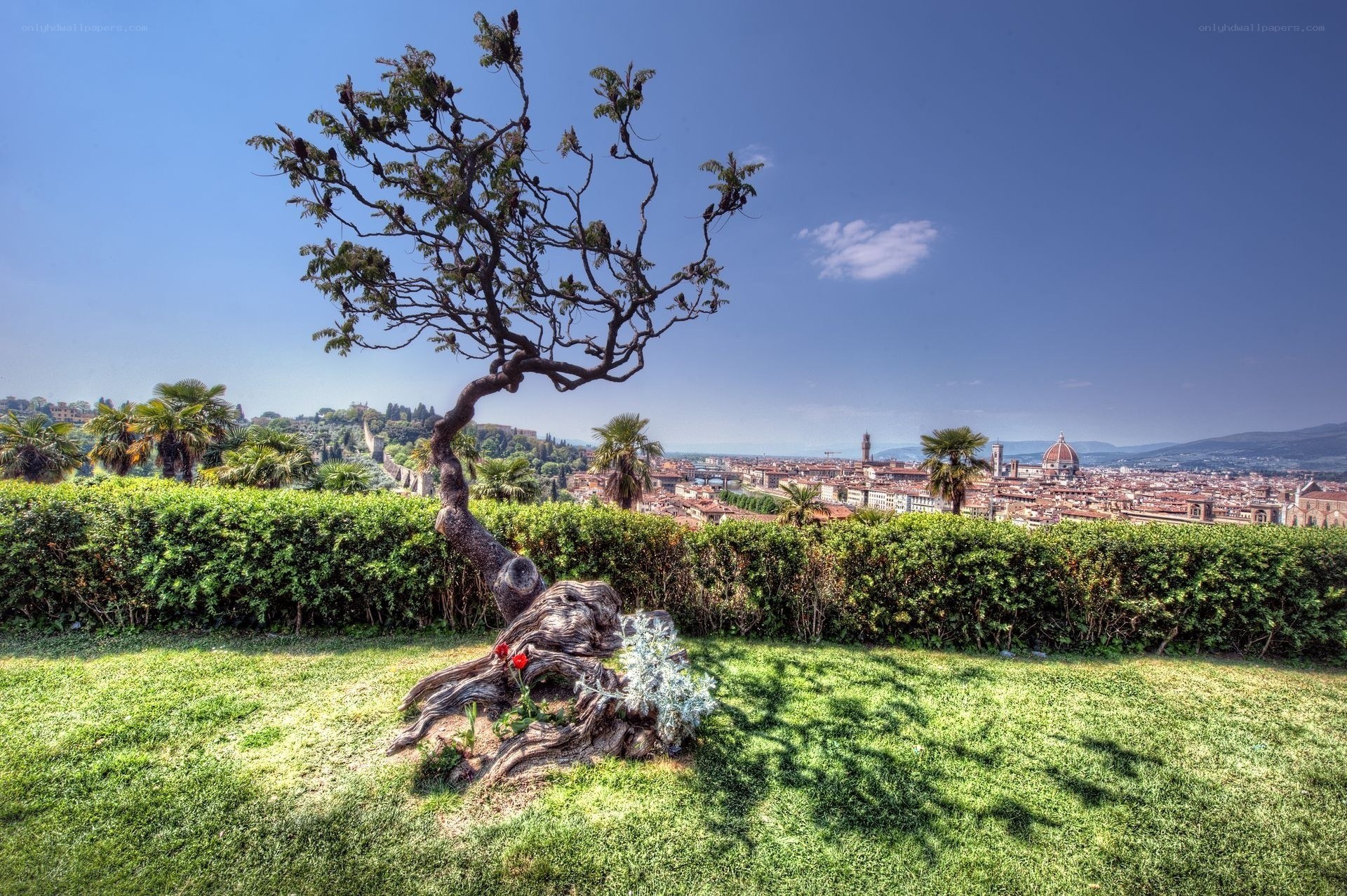 Tree with Florence view