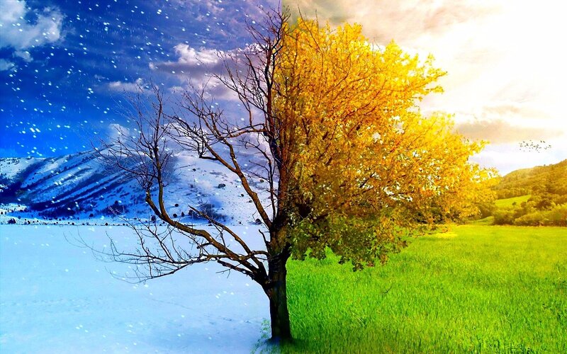 Tree with Four Seasons — Blue, Dramatic