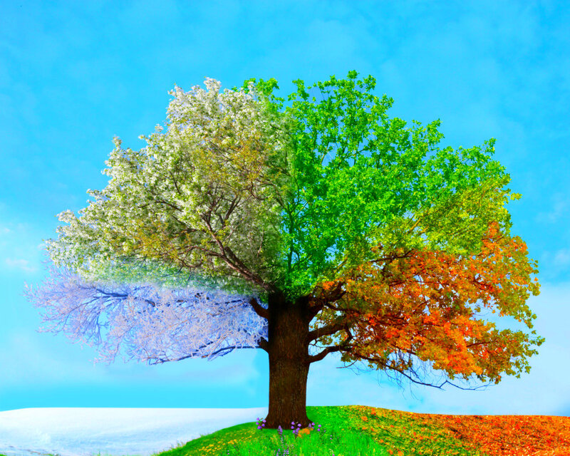 Tree with Four Seasons — Blue, Serene