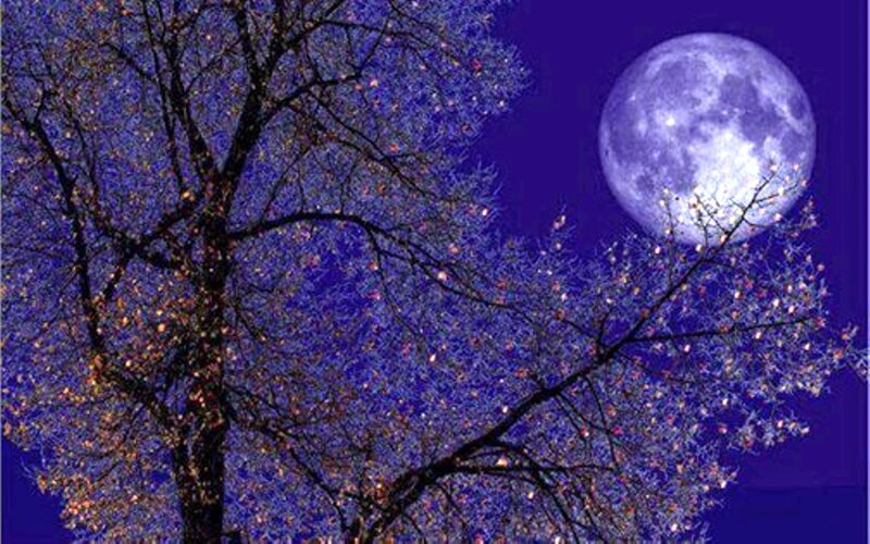 Tree with Full Moon