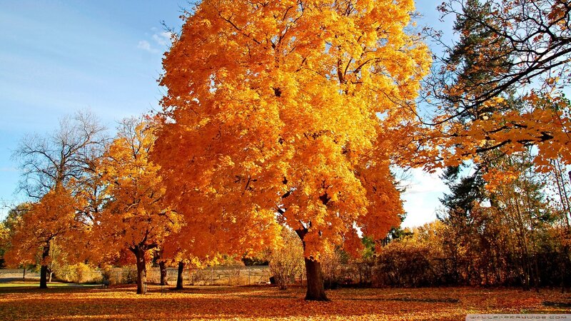 Tree with Golden Leaves — Orange, Serene, Autumn