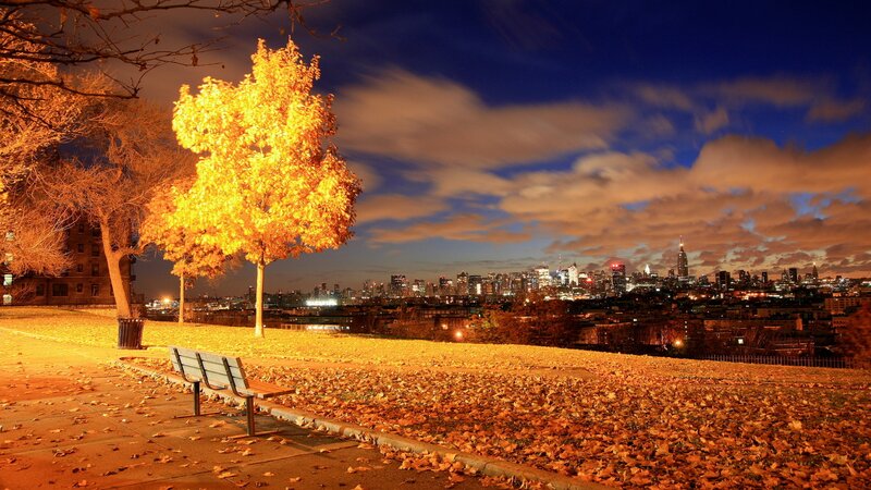 Tree with Golden Leaves — Orange, Serene