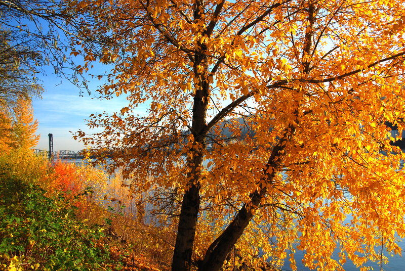 Tree with Golden Leaves