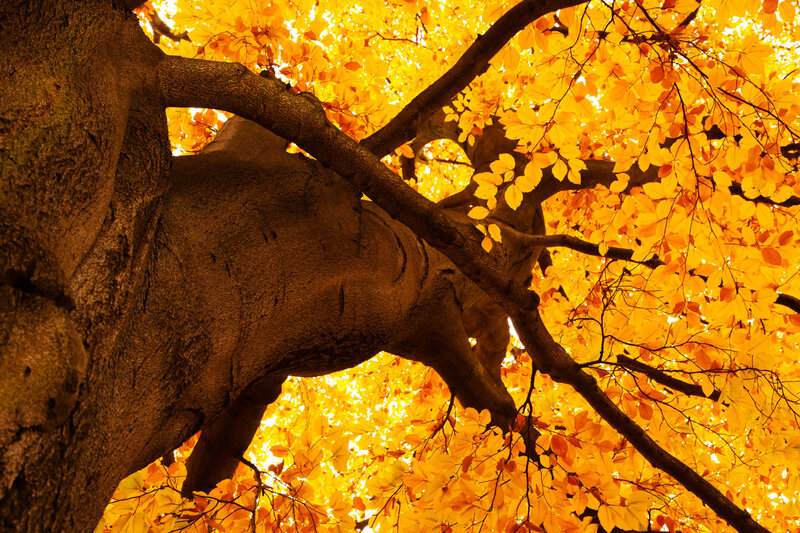 Tree with Golden Leaves — Yellow, Dramatic