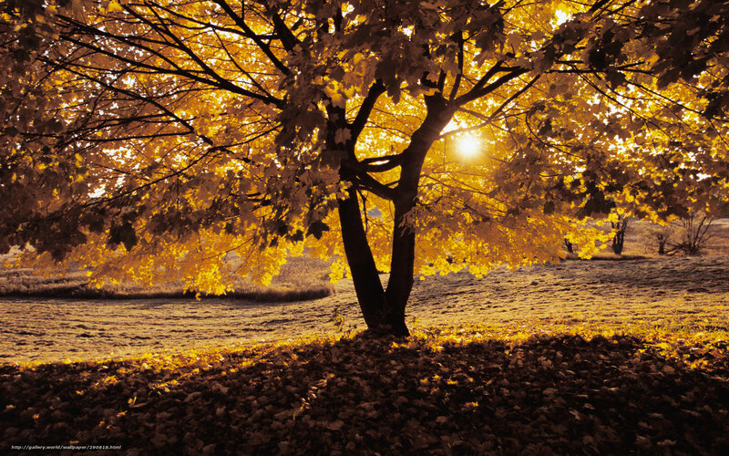 Tree with Golden Leaves — Yellow, Serene, Autumn, Photograph, Sun