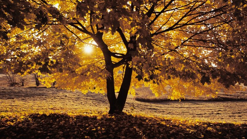 Tree with Golden Leaves — Yellow, Serene, Autumn, Photograph