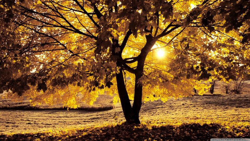Tree with Golden Leaves — Yellow, Serene, Autumn