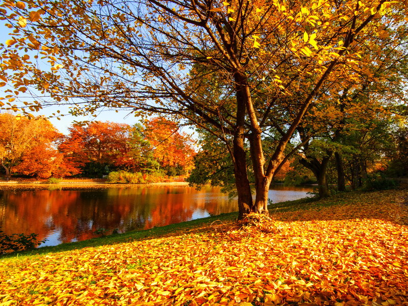 Tree with Golden Leaves — Yellow, Serene