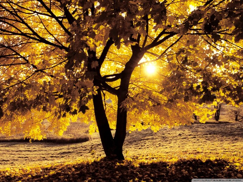 Tree with Golden Leaves — Yellow