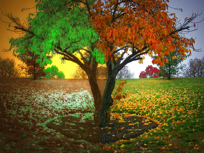 Tree with Green and Orange Leaves
